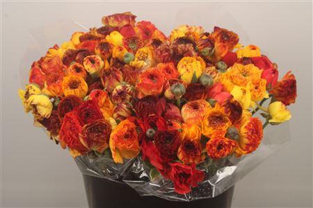 <h4>Ran. Elegance Vulcano Extra</h4>