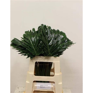 PHILODENDRON  'XANADU' PHILOD XANAD