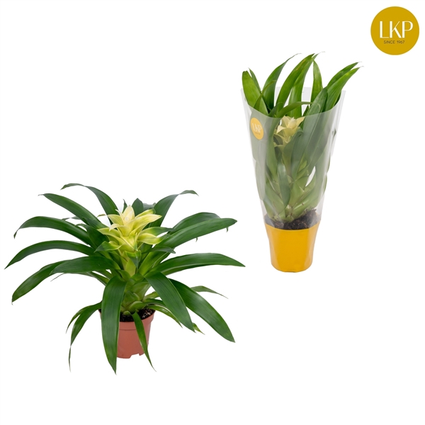 <h4>Guzmania Evelien Wit (Met Hoes)</h4>