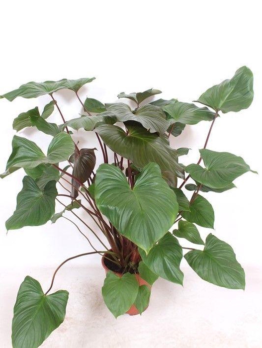 <h4>Homalomena rubescens Maggy</h4>