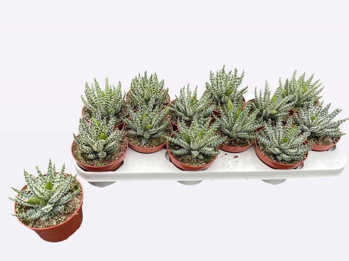 <h4>ALOE HUMILIS</h4>