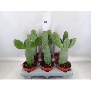 Opuntia