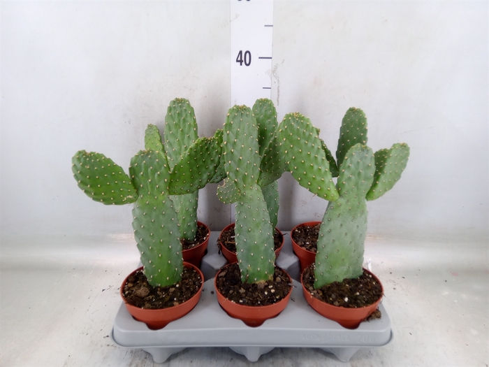 <h4>Opuntia</h4>