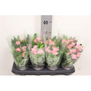 Euphorbia (Milii Grp) 'Charlotte'
