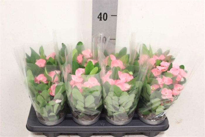 <h4>Euphorbia (Milii Grp) 'Charlotte'</h4>
