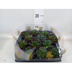 Echeveria   ...