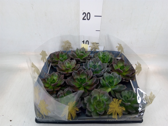 <h4>Echeveria   ...</h4>