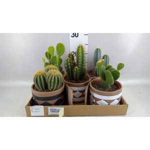 Cactus   ...