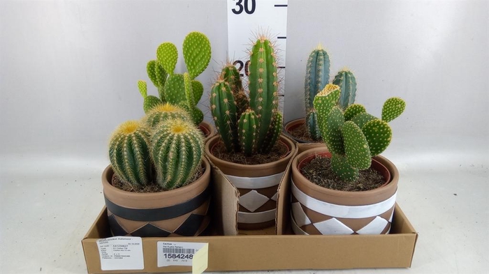<h4>Cactus   ...</h4>