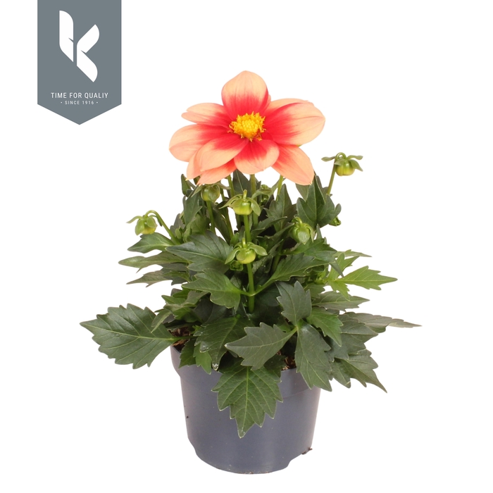 <h4>Dahlia Summerbees Salmon Bicolor</h4>