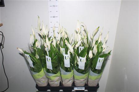 <h4>** Spath Torelli 5+ * Autumn Promo *</h4>