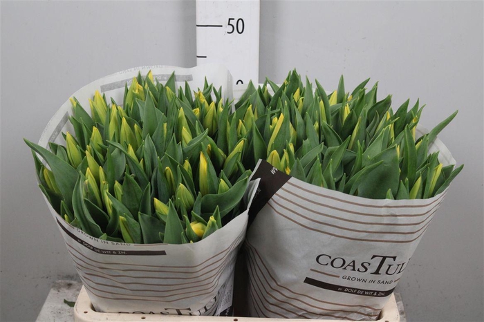 <h4>Tu En Strong Gold</h4>