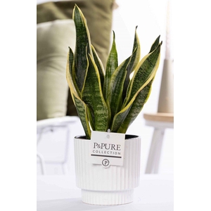 Sansevieria Trif.