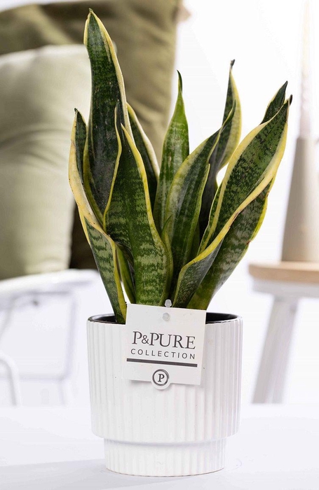 <h4>Sansevieria Trif."Futura Superba" in P&PURE Ivy cer. shiny white</h4>