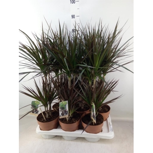 Dracaena marg. 'Magenta'