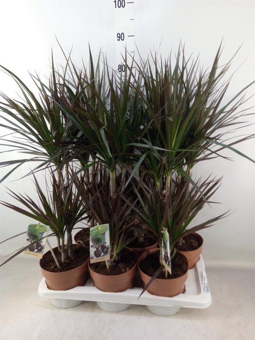<h4>Dracaena marg. 'Magenta'</h4>