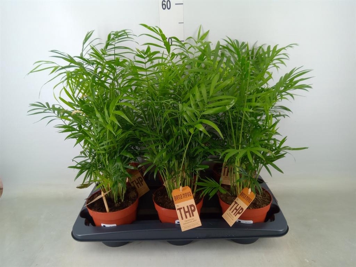 <h4>Chamaedorea elegans</h4>