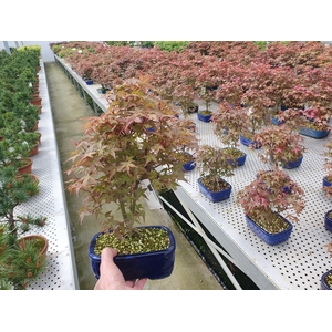 Acer palmatum Deshojo, 18 cm.