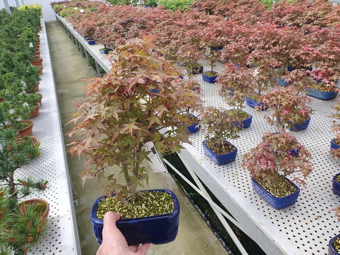 <h4>Acer palmatum Deshojo, 18 cm.</h4>