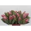 Protea Pink Lady