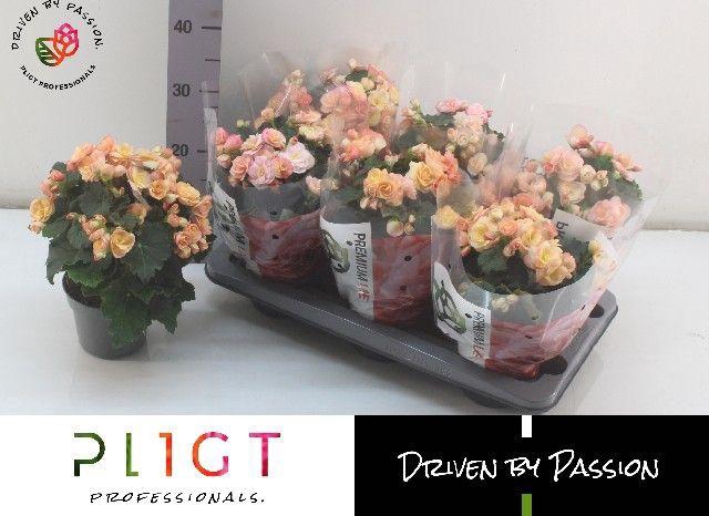 !! PROMO !! BEGONIA HAILEY GOLD GLITTER