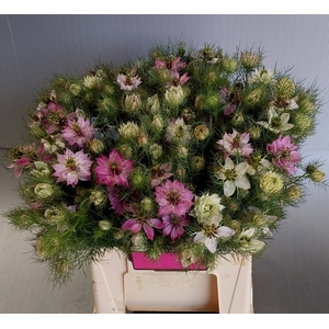 Nigella Artist Pink Teunis Aleman