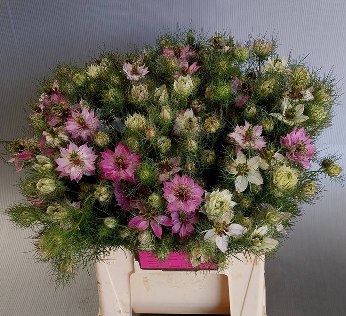 <h4>Nigella Artist Pink Teunis Aleman</h4>