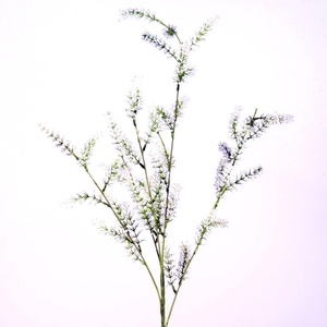 AF Limonium Suworowii L85cm gr