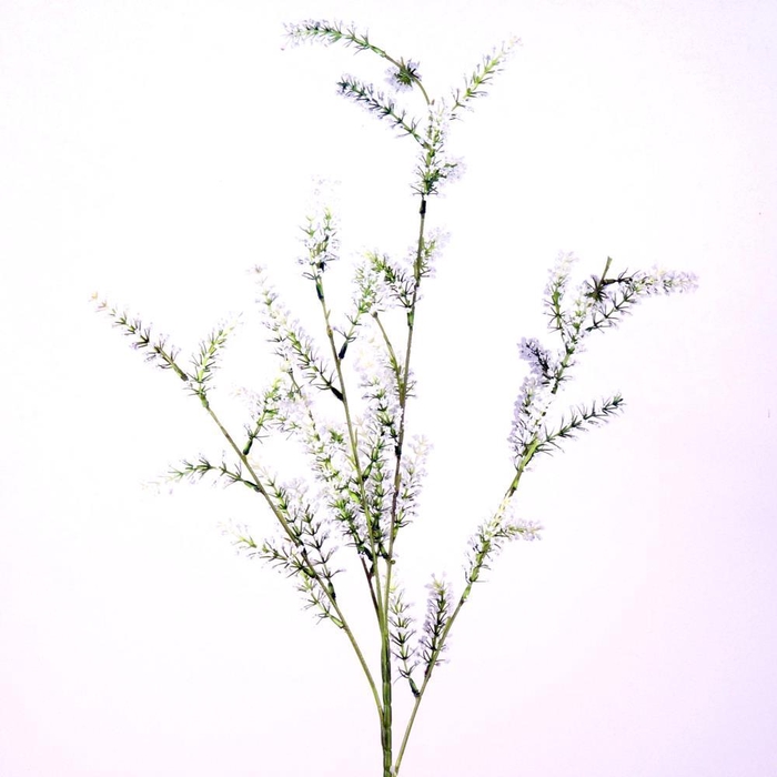 <h4>AF Limonium Suworowii L85cm gr</h4>