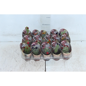 CACTUS MINI P06 FLORES ARTIFICIAL/DESIDRATADO
