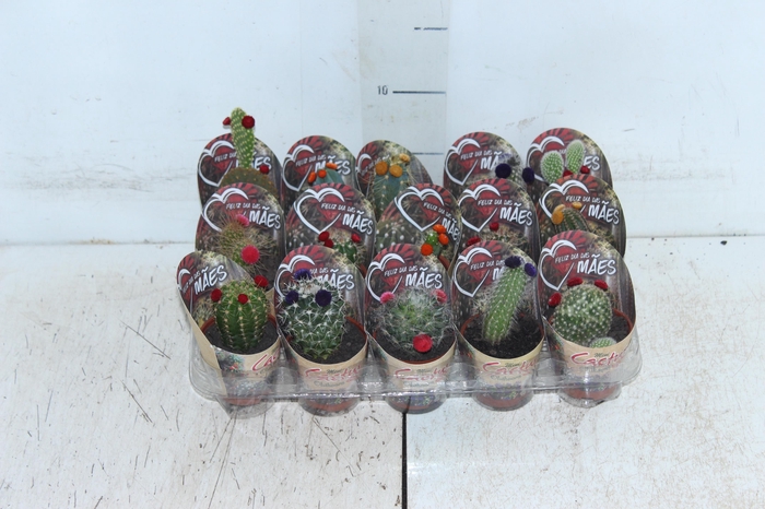 <h4>CACTUS MINI P06 FLORES ARTIFICIAL/DESIDRATADO</h4>