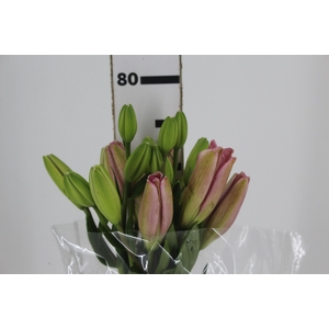 LIRIO ALBUFEIRA 080 CM HT 2/3 FLS ROSA