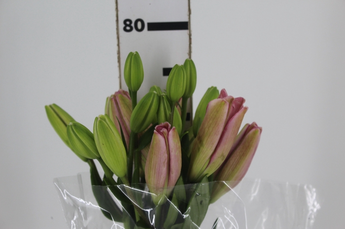 <h4>LIRIO ALBUFEIRA 080 CM HT 2/3 FLS ROSA</h4>