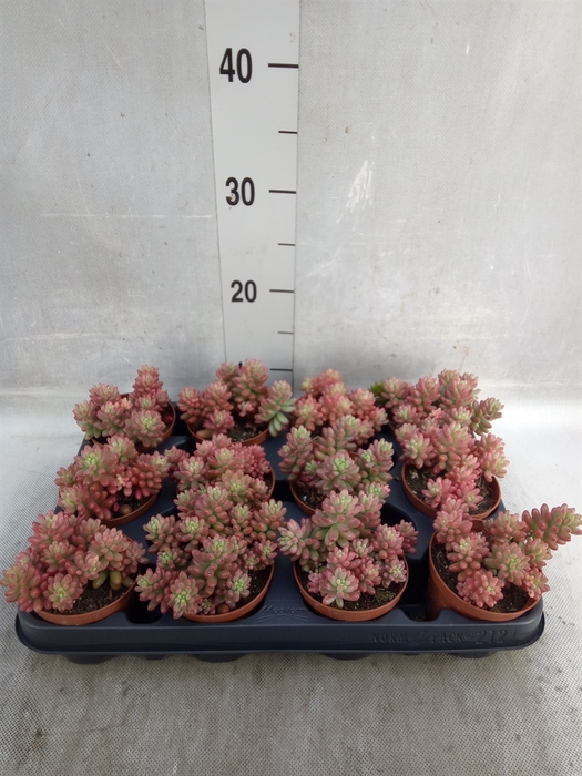 <h4>Sedum   ...</h4>