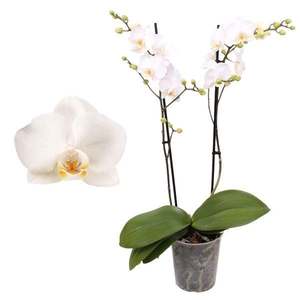 Phal. Multiflora 2-tak 