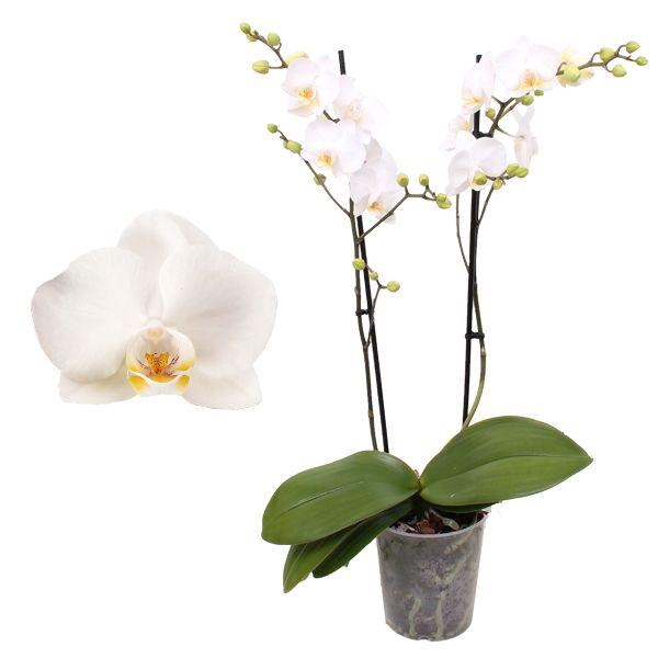 <h4>Phal. Multiflora 2-tak "op soort wit"</h4>