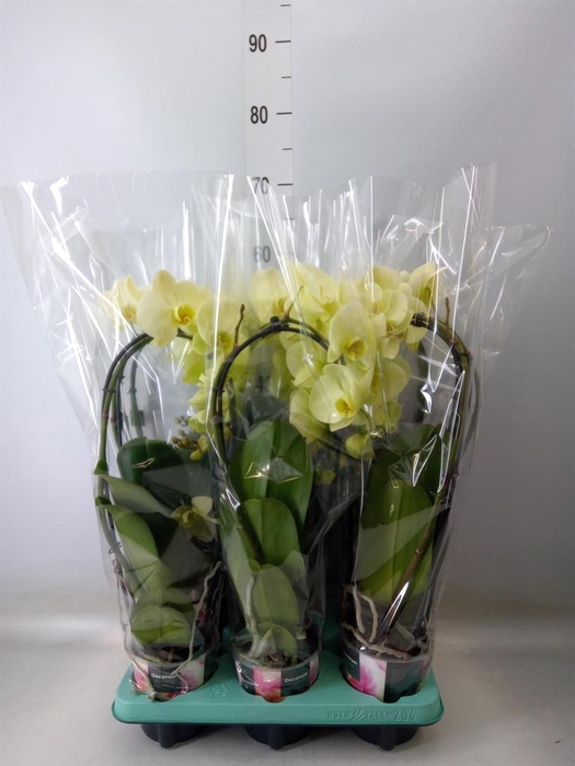 <h4>Phalaenopsis ...</h4>