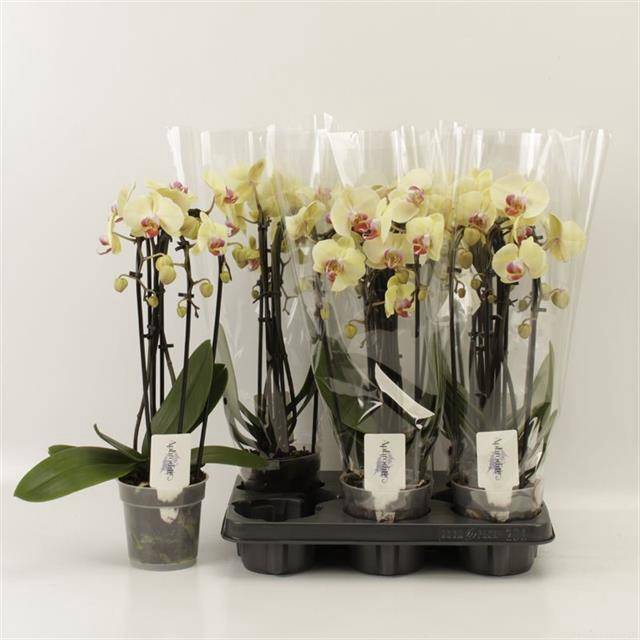 <h4>PHAL EL CASCADE</h4>