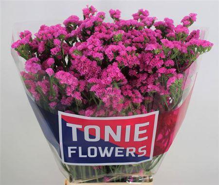 <h4>Lim S Dyna Rose</h4>