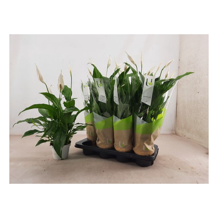 <h4>Spathiphyllum Straus 13Ø 55cm 5fl</h4>