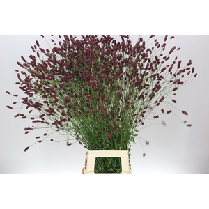 Sanguisorba Off Dark