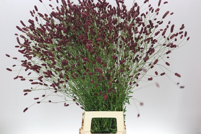<h4>Sanguisorba Off Dark</h4>