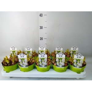 Muscari  'Magic White'