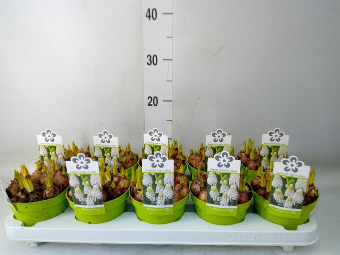 <h4>Muscari 'Magic White'</h4>