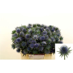 Eryngium Magnetar Qstar 40cm X60
