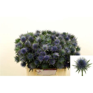Eryngium Magnetar Qstar 40cm X60