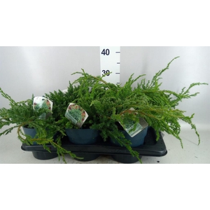 Juniperus squamata 'Blue Carpet'