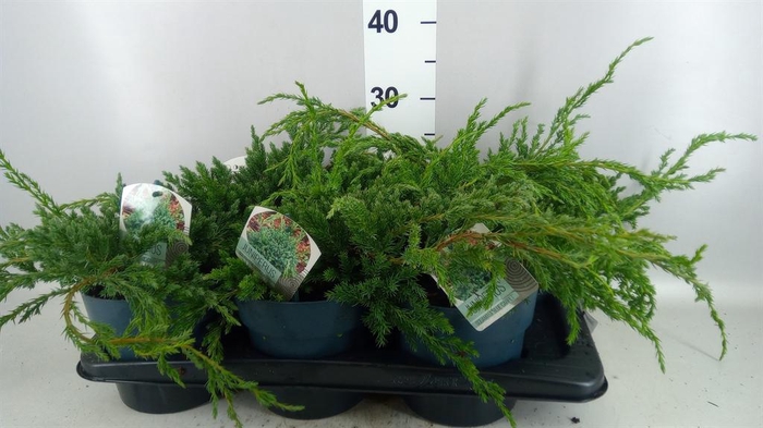 <h4>Juniperus squamata 'Blue Carpet'</h4>