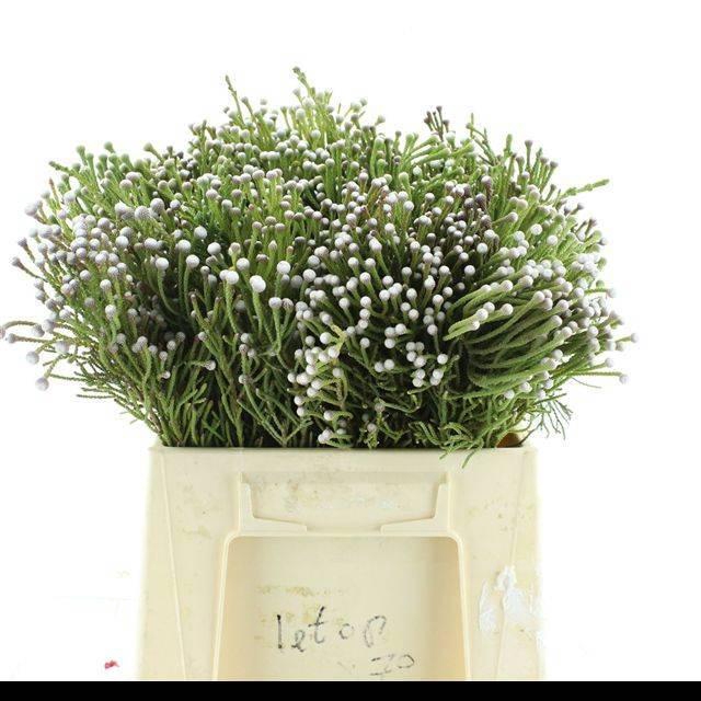 <h4>BRUN NODULIFLORA</h4>