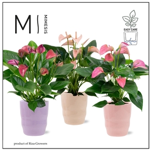 Mimesis Anthurium KARMA Joli mix 12cm - Athena